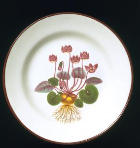 Creamware plate, earthenware painted with enamels. Decorated with a flowering plant, its leaves, bulb and root.